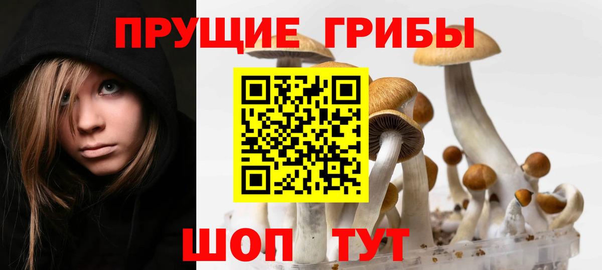 купить наркоту  Псилоцибиновые грибы MAGIC MUSHROOMS  Вход с VPN  Тайшет 